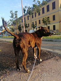 Dono American Staffordshire Terrier