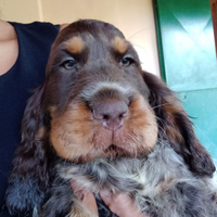 Cucciolo maschio di Cocker spaniel inglese