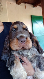 Cucciolo maschio di Cocker spaniel inglese