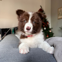 Monta border collie