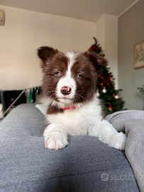 Monta border collie