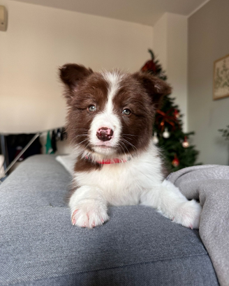Monta border collie