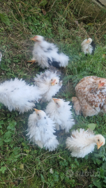 Pulcinotti cocincina