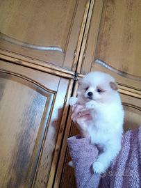 Pomapoo