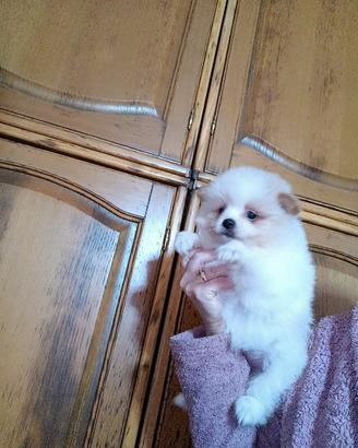 Pomapoo