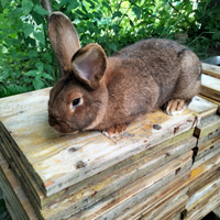 Conigli che passione