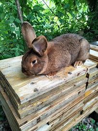 Conigli che passione