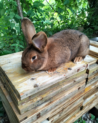 Conigli che passione