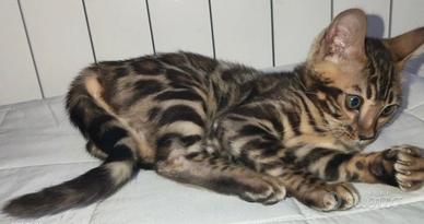 Cuccioli Bengala