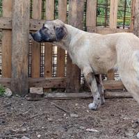 Cuccioli 6 mesi kangal alabai cani da guardiania