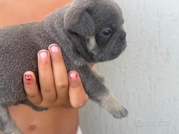 Bulldog francese