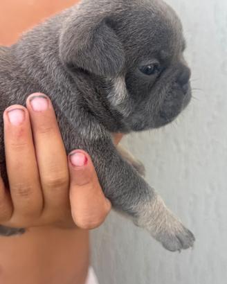 Bulldog francese