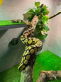 Pitone reale femmina