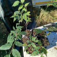 piantine di Bagolaro 