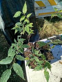 piantine di Bagolaro 