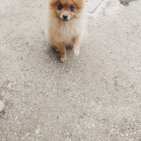 Volpino cucciolo cagnolino