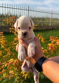 Boxer