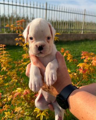 Boxer