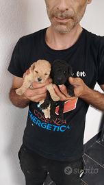 Cuccioli di barboncino