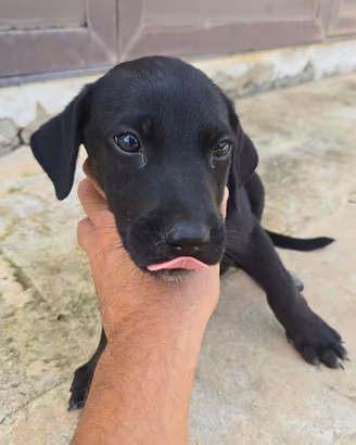 Animali