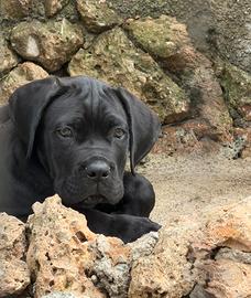 Cuccioli cane corso con pedigree enci