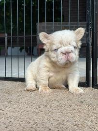 Cucciolo bulldog francese Isabella fluffy big rope