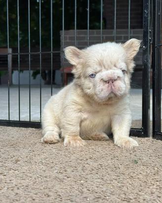 Cucciolo bulldog francese Isabella fluffy big rope