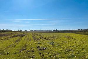 Nuova Cliternia-terreno di 27.800mq-Campomarino