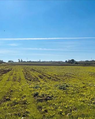 Nuova Cliternia-terreno di 27.800mq-Campomarino