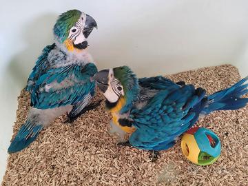 Pappagalli Ara Ararauna DA IMBECCO