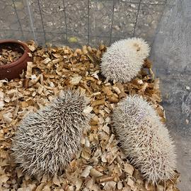 Ricci africani varie colorazioni