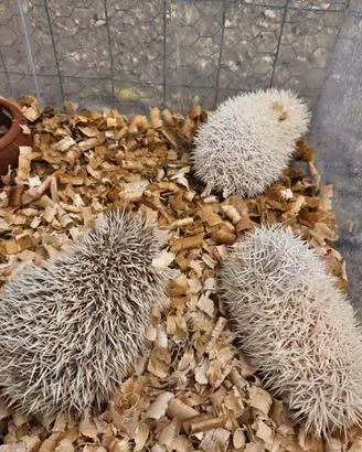 Ricci africani varie colorazioni