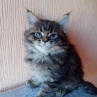 Gatti Maine coon