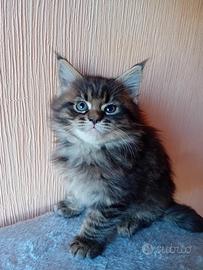 Gatti Maine coon