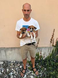 Cucciole e Cuccioli di Jack Russell Terrier