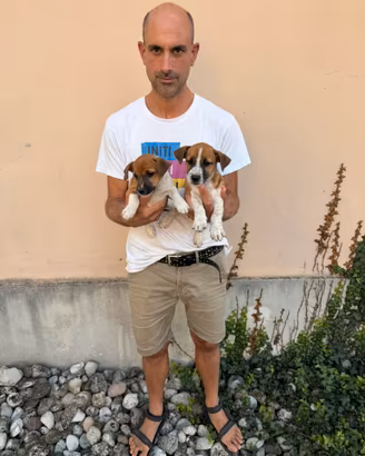 Cucciole e Cuccioli di Jack Russell Terrier