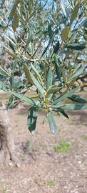 8 ettari oliveto e terra vuota Barletta