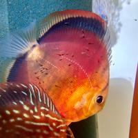 Negozio di pesci -discus - shopping online