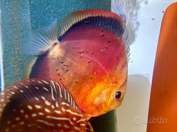 Negozio di pesci -discus - shopping online