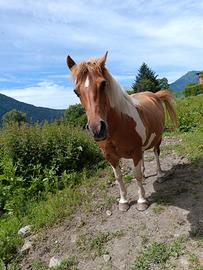 Cavallo