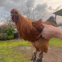 Gallo peloso dai colori vivaci