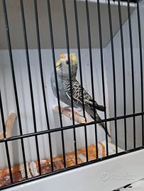 Cocorite comuni