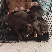 American Bully Cuccioli