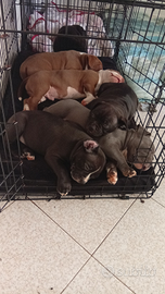 American Bully Cuccioli
