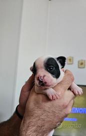 Bulldog francese