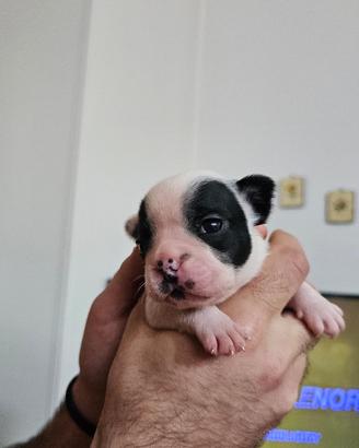 Bulldog francese