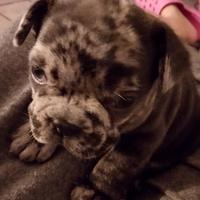 Cuccioli french bull da prenotare solo 500