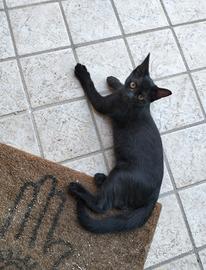 Gattini in adozione