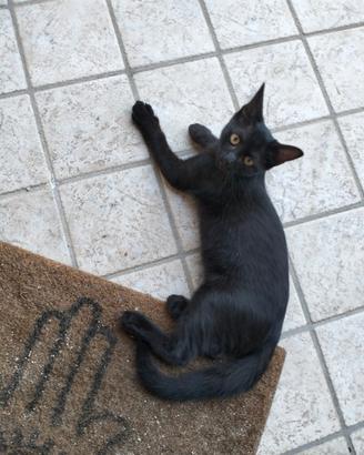 Gattini in adozione