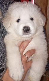 Cuccioli di pastore maremmano abruzzese